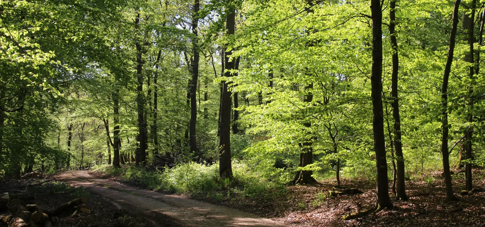 Ein Waldweg im Buchenwald rund um Schlangenbad